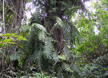 熱帯雨林の樹々